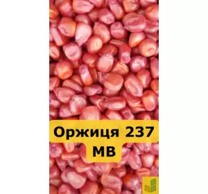 Оржиця 237 МВ - кукурудза, насіння гібриду на зерно