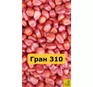 Гран 310 - кукурудза, насіння гібриду на зерно, силос