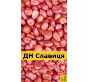 ДН Славиця - кукурудза, насіння гібриду на зерно
