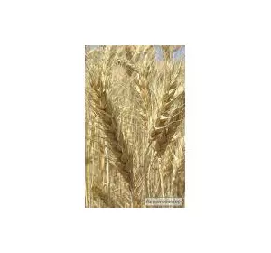 Продаем семена чешской яровой пшеницы сорт Аранка. 1 репродукция