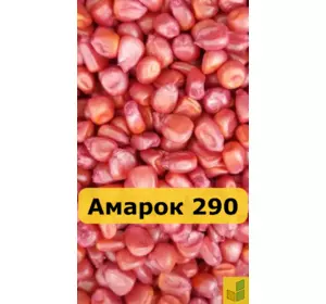 Амарок 290 - кукурудза, насіння гібриду на зерно, силос
