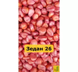 Зедан 26 - кукурудза, насіння гібриду на зерно, корнаж