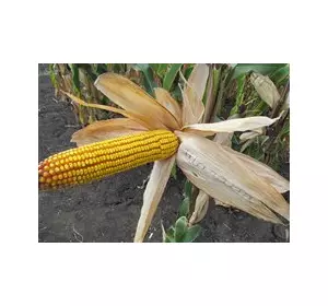 Семена кукурузы венгерской Вудсток – Гибрид ТК 195 - ФАО 230