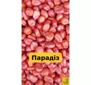 Парадіз - кукурудза, насіння гібриду на зерно, силос