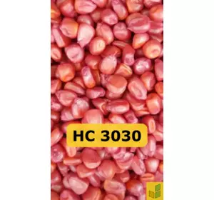 НС 3030 - кукурудза, насіння гібриду на зерно