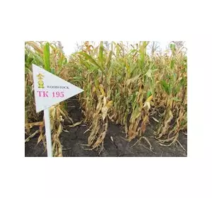 Семена кукурузы венгерской Вудсток – Гибрид Шаролта - ФАО 290