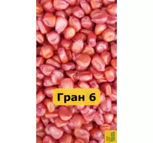 Гран 6 - кукурудза, насіння гібриду на зерно, силос