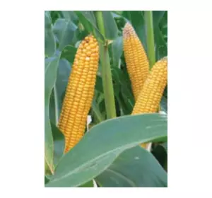 Семена трехлинейного гибрида кукурузы Лимагрейн ЛГ 2195. ФАО 190.