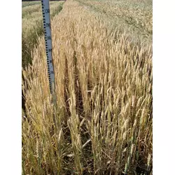 Семена пшеницы озимой - сорт Овидий. Элита и 1 репродукция