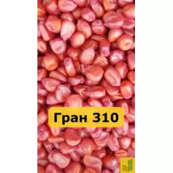 Гран 310 - кукурудза, насіння гібриду на зерно, силос