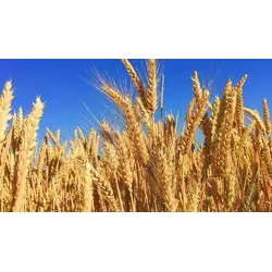 Тамадур - пшениця, насіння твердого сорту