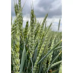 Трізо - пшениця, насіння безостого сорту