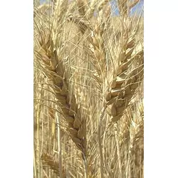Насіння чеської ярої пшениці сорт Аранка. 1 репродукція