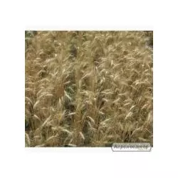 Семена пшеницы озимой - сорт Солнышко. Элита и 1 репродукция