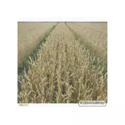 Семена пшеницы озимой - сорт Трипольская. Элита и 1 репродукция