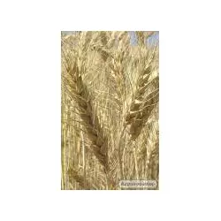 Продаем семена чешской яровой пшеницы сорт Аранка. 1 репродукция