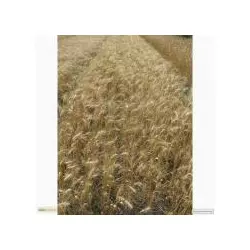 Семена пшеницы озимой - сорт Колумбия. Элита и 1 репродукция