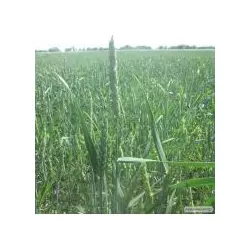 Продаем семена канадской пшеницы-двуручки на озимый посев. 1 репродукция