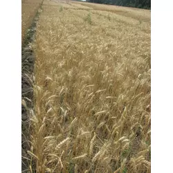 Семена пшеницы озимой - сорт Кохана. Элита
