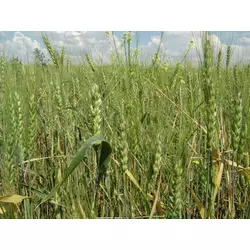 Семена пшеницы озимой - сорт Кнопа. Элита и 1 репродукция