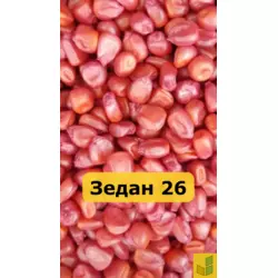 Зедан 26 - кукурудза, насіння гібриду на зерно, корнаж