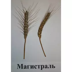 Семена пшеницы озимой - сорт Магистраль. Элита и 1 репродукция