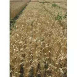 Семена пшеницы озимой - сорт Конка. Элита