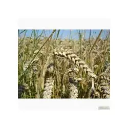Семена пшеницы озимой - сорт Богдана. Элита и 1 репродукция