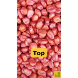 Тор - кукурудза, насіння гібриду на зерно, силос