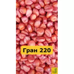 Гран 220 - кукурудза, насіння гібриду на зерно, силос