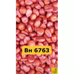 Вн 6763 - кукурудза, насіння гібриду на зерно, силос