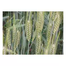 Семена озимой австрийской пшеницы – сорт МИДАС. 1 репродукция