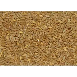 Семена твердой пшеницы озимой - сорт Таврида . Элита и 1 репродукция