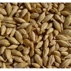Предлагаем семена канадского ярового ячменя - сорт «Дункан», 1 репродукция напрямую от семенного завода.