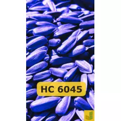 НС 6045 - соняшник, насіння гібриду під євролайтинг