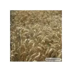 Семена пшеницы озимой - сорт Одесская 267. Элита и 1 репродукция