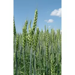 Насіння пшениці-дворучки сорт Шестопаловка. Еліта і 1 репродукція