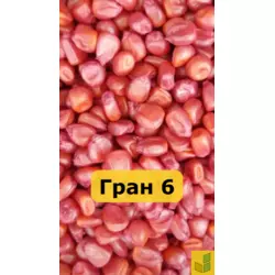 Гран 6 - кукурудза, насіння гібриду на зерно, силос