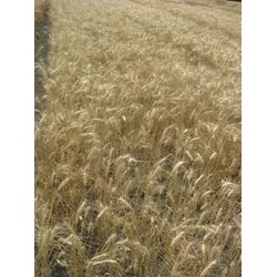 Семена пшеницы озимой - сорт Жайвир. Элита и 1 репродукция