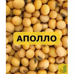 Аполло - соя, насіння сорту під раундап на 2024 рік