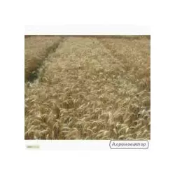 Семена пшеницы озимой - сорт Солоха. Элита и 1 репродукция