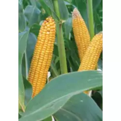 Семена трехлинейного гибрида кукурузы Лимагрейн ЛГ 2195. ФАО 190.