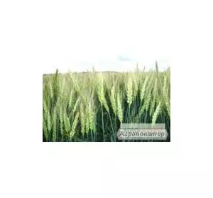 Семена пшеницы озимой - сорт Золотоколоса. Элита и 1 репродукция