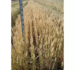 Семена пшеницы озимой - сорт Овидий. Элита и 1 репродукция