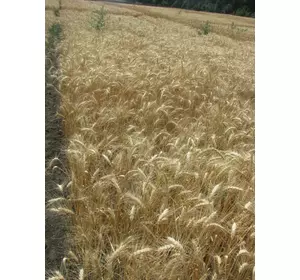 Семена пшеницы озимой - сорт Виктория Одесская. Элита и 1 репродукция