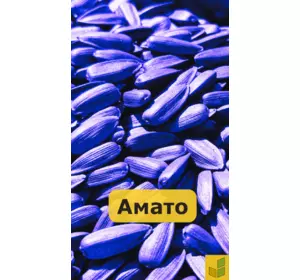 Амато - соняшник, насіння гібриду під гранстар
