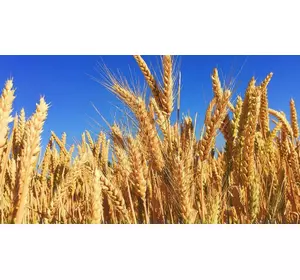 Тамадур - пшениця, насіння твердого сорту