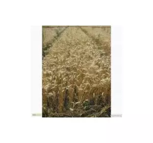 Семена пшеницы озимой - сорт Наталка. Элита и 1 репродукция