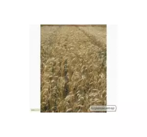 Семена пшеницы озимой - сорт Фаворитка. Элита и 1 репродукция