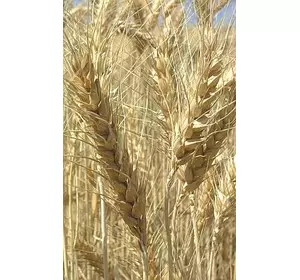 Насіння чеської ярої пшениці сорт Аранка. 1 репродукція